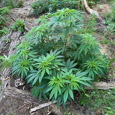 Royal Moby growlog photo: Ik blijf alles dieven