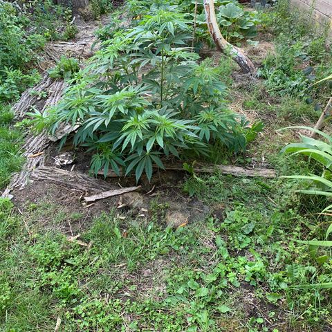 Royal Moby growlog photo: Ik blijf alles dieven