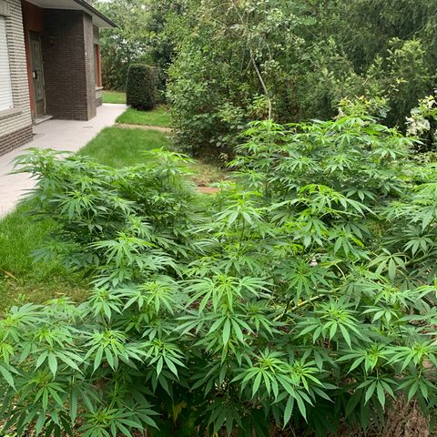 Royal Moby growlog timeline photo