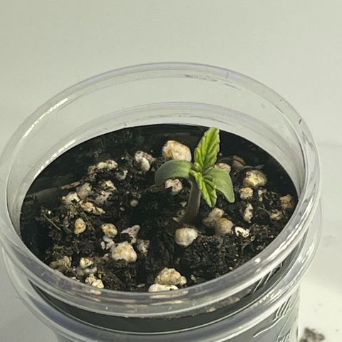 First ultra-budget grow growlog timeline photo