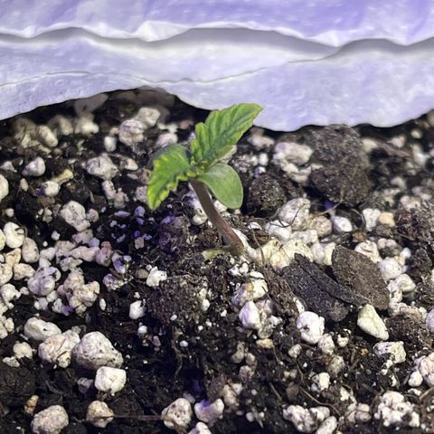 First ultra-budget grow growlog timeline photo