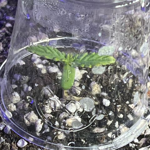 First ultra-budget grow growlog timeline photo