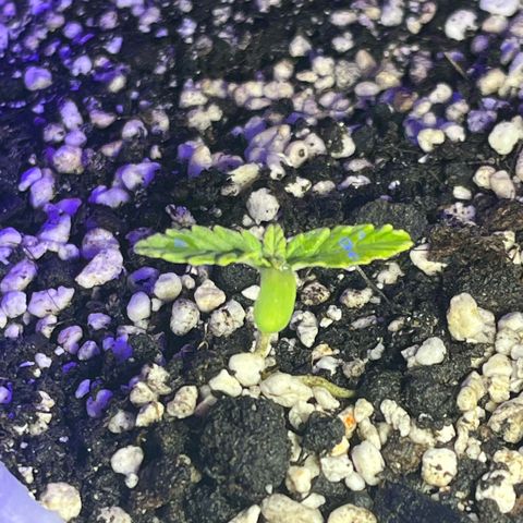 First ultra-budget grow growlog timeline photo