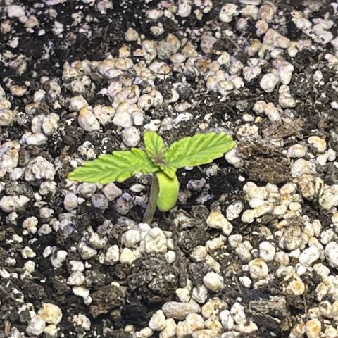 First ultra-budget grow growlog timeline photo