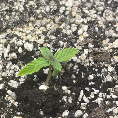 First ultra-budget grow growlog timeline photo