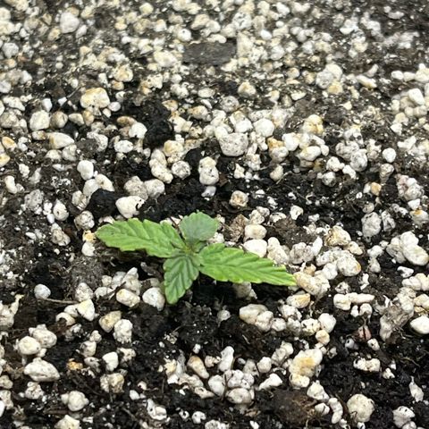 First ultra-budget grow growlog timeline photo