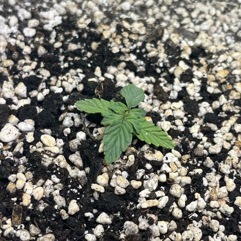First ultra-budget grow growlog timeline photo
