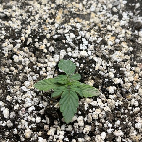 First ultra-budget grow growlog timeline photo