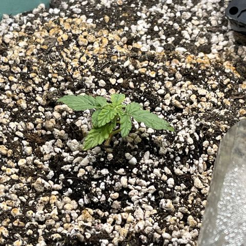 First ultra-budget grow growlog timeline photo