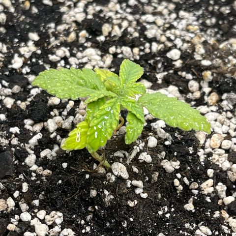 First ultra-budget grow growlog timeline photo