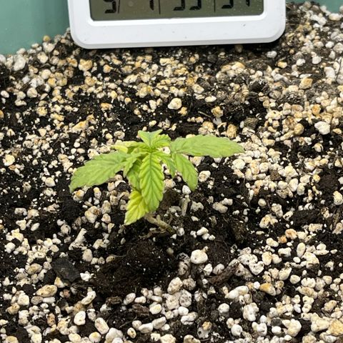First ultra-budget grow growlog timeline photo