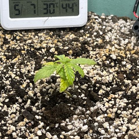 First ultra-budget grow growlog timeline photo