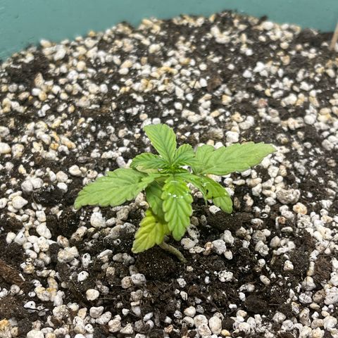 First ultra-budget grow growlog timeline photo