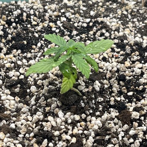 First ultra-budget grow growlog timeline photo