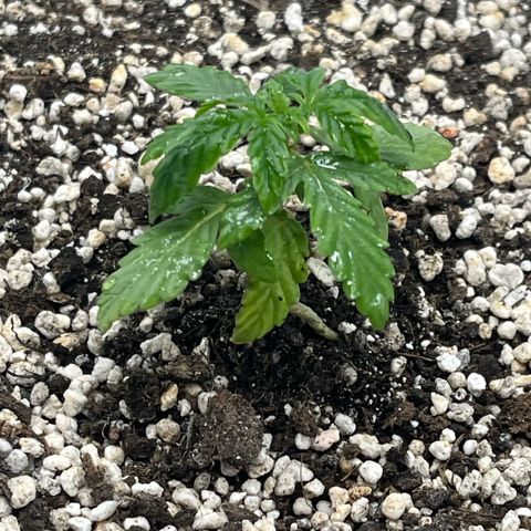 First ultra-budget grow growlog timeline photo
