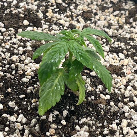 First ultra-budget grow growlog timeline photo