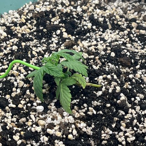 First ultra-budget grow growlog timeline photo