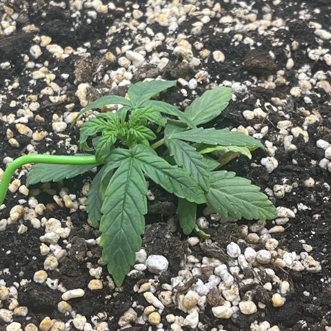 First ultra-budget grow growlog timeline photo