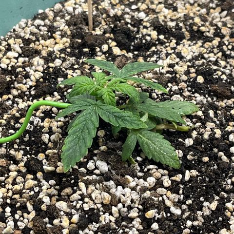 First ultra-budget grow growlog timeline photo