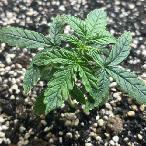 First ultra-budget grow growlog timeline photo