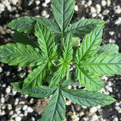 First ultra-budget grow growlog timeline photo
