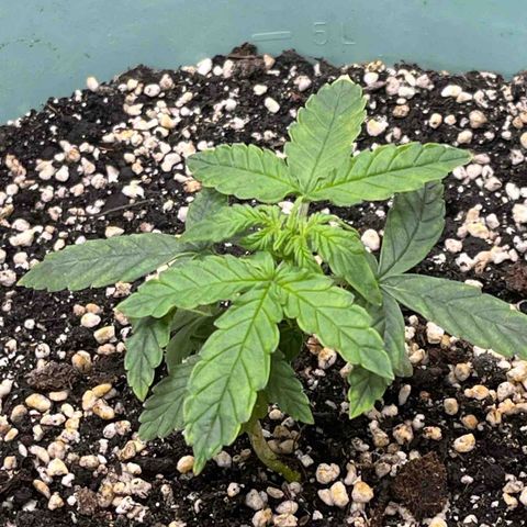 First ultra-budget grow growlog timeline photo