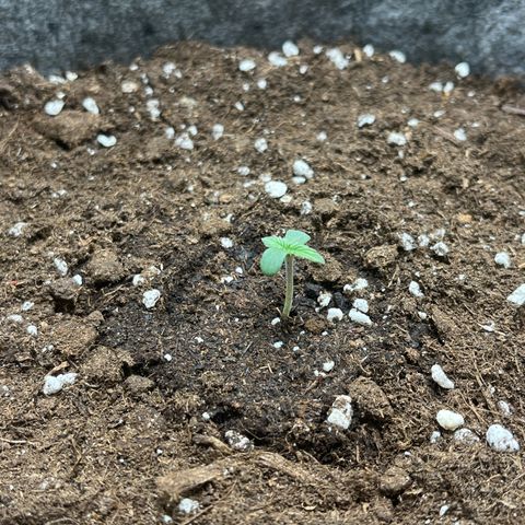 Auto Jack ng growlog timeline photo