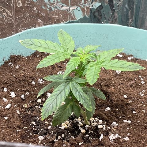 First ultra-budget grow growlog timeline photo
