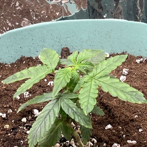 First ultra-budget grow growlog timeline photo