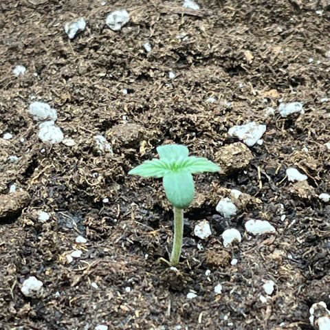Auto Jack ng growlog timeline photo