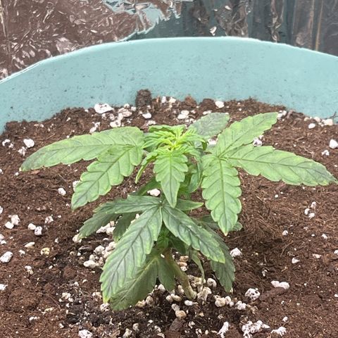 First ultra-budget grow growlog timeline photo