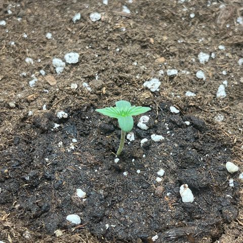 Auto Jack ng growlog timeline photo