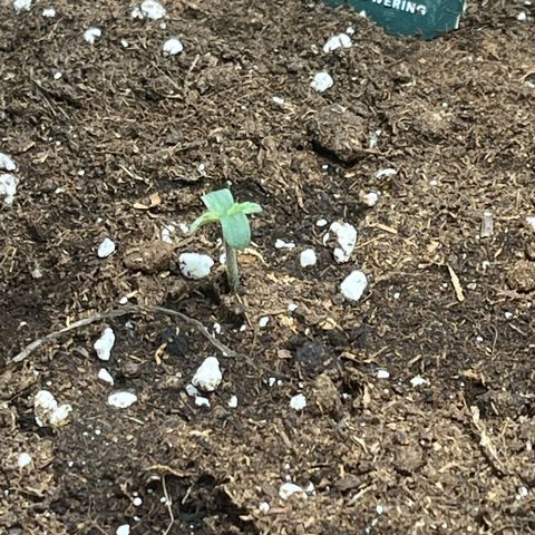 Milky Way F1 growlog timeline photo