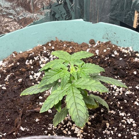 First ultra-budget grow growlog timeline photo