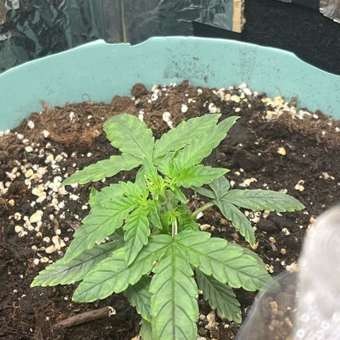 First ultra-budget grow growlog timeline photo