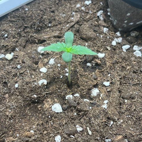 Auto Jack ng growlog timeline photo