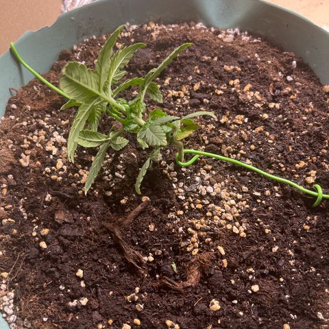 First ultra-budget grow growlog timeline photo
