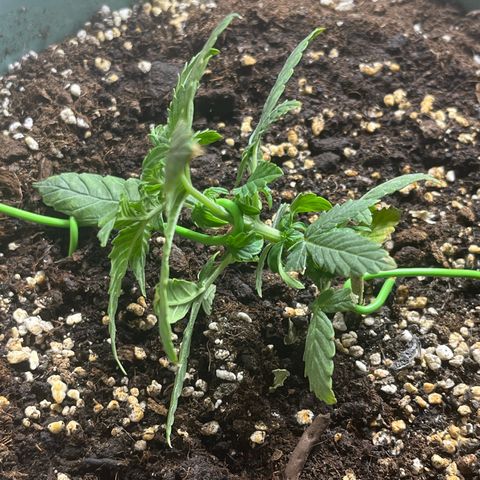 First ultra-budget grow growlog timeline photo