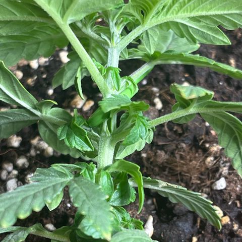 First ultra-budget grow growlog timeline photo