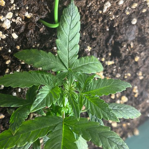 First ultra-budget grow growlog timeline photo