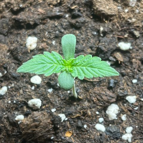 Auto Jack ng growlog timeline photo