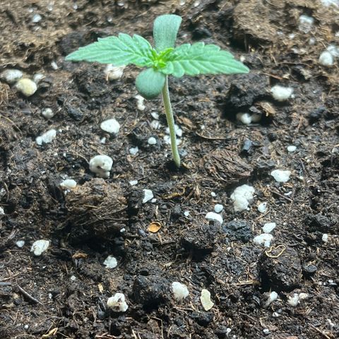 Auto Jack ng growlog timeline photo