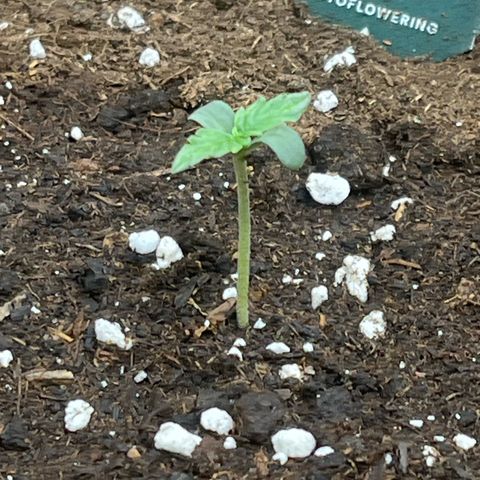 Milky Way F1 growlog timeline photo