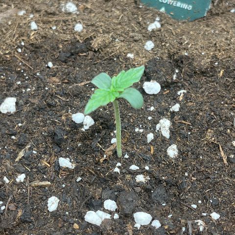 Milky Way F1 growlog timeline photo