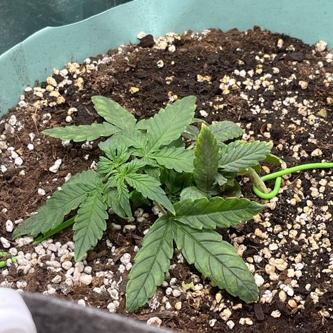 First ultra-budget grow growlog timeline photo