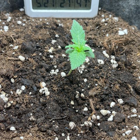 Auto Jack ng growlog timeline photo