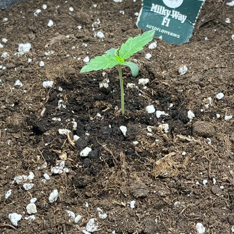 Milky Way F1 growlog timeline photo