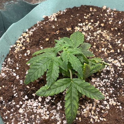 First ultra-budget grow growlog timeline photo
