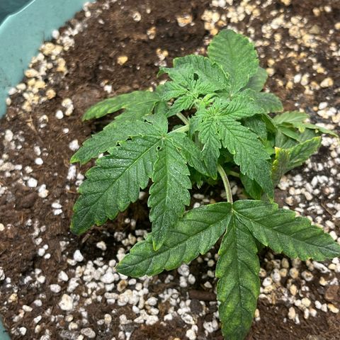 First ultra-budget grow growlog timeline photo