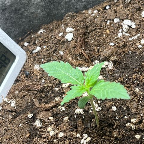 Auto Jack ng growlog timeline photo